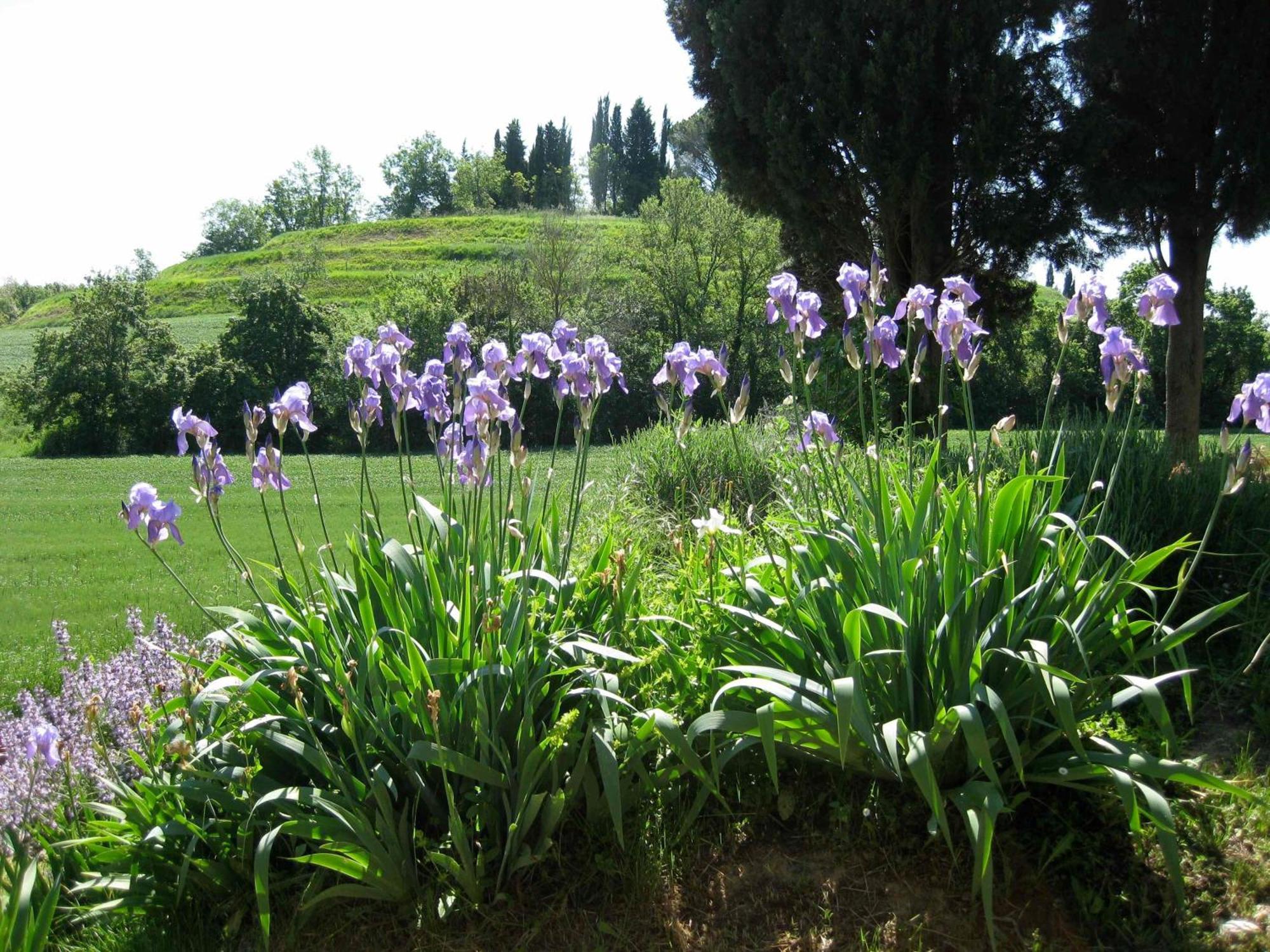 Agriturismo Il Caio Cetona Zewnętrze zdjęcie