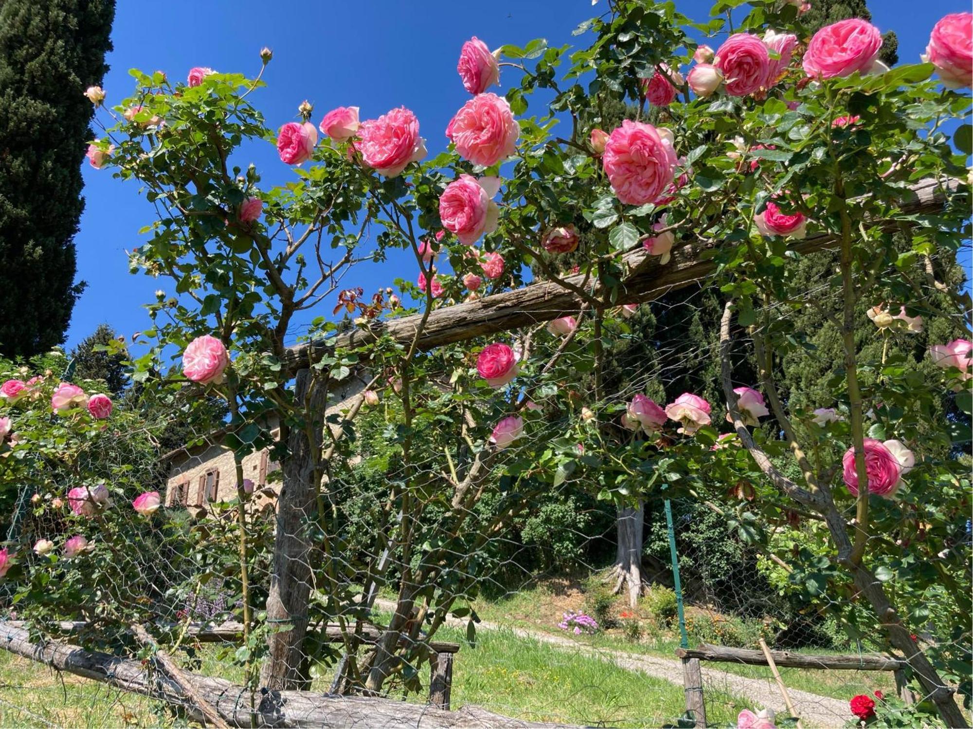 Agriturismo Il Caio Cetona Zewnętrze zdjęcie
