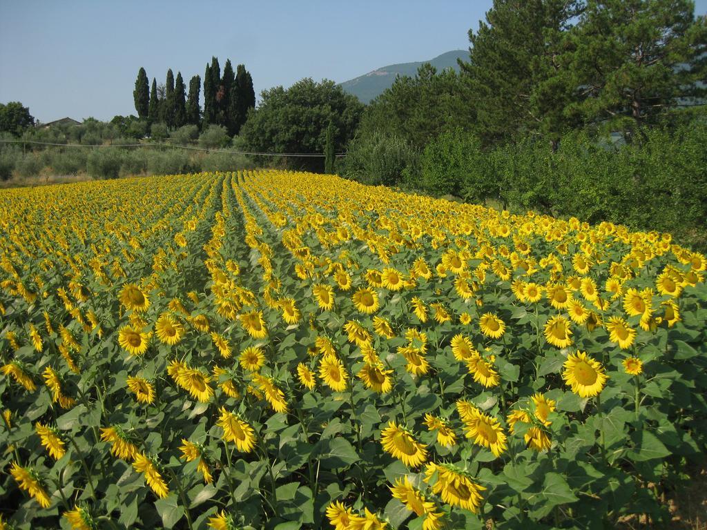 Agriturismo Il Caio Cetona Zewnętrze zdjęcie